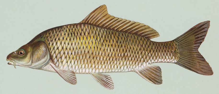 Обыкновенный карп Cyprinus carpio